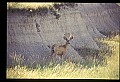 10068-00009-Mule Deer-Odocoileus hemionus.jpg