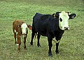 1-6-07-00263 Cow and calf.jpg