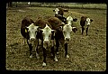 10070-00001-Domestic Farm Animals.jpg