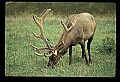 10075-00009-Elk, Wapiti, Cervus elaphus.jpg