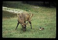 10075-00017-Elk, Wapiti, Cervus elaphus.jpg