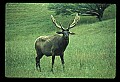 10075-00021-Elk, Wapiti, Cervus elaphus.jpg