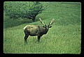 10075-00036-Elk, Wapiti, Cervus elaphus.jpg