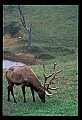 10075-00043-Elk, Wapiti, Cervus elaphus.jpg