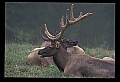 10075-00045-Elk, Wapiti, Cervus elaphus.jpg