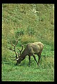 10075-00060-Elk, Wapiti, Cervus elaphus.jpg