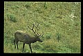 10075-00062-Elk, Wapiti, Cervus elaphus.jpg