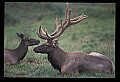 10075-00070-Elk, Wapiti, Cervus elaphus.jpg