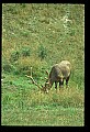 10075-00071-Elk, Wapiti, Cervus elaphus.jpg