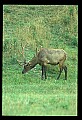 10075-00077-Elk, Wapiti, Cervus elaphus.jpg