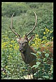 10075-00103-Elk, Wapiti, Cervus elaphus.jpg