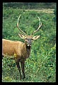 10075-00129-Elk, Wapiti, Cervus elaphus.jpg