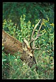 10075-00132-Elk, Wapiti, Cervus elaphus.jpg