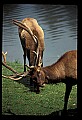 10075-00156-Elk, Wapiti, Cervus elaphus.jpg