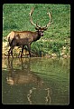 10075-00169-Elk, Wapiti, Cervus elaphus.jpg