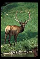 10075-00191-Elk, Wapiti, Cervus elaphus.jpg