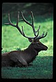 10075-00204-Elk, Wapiti, Cervus elaphus.jpg