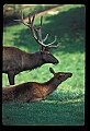 10075-00207-Elk, Wapiti, Cervus elaphus.jpg