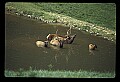 10075-00212-Elk, Wapiti, Cervus elaphus.jpg