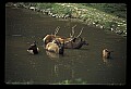 10075-00217-Elk, Wapiti, Cervus elaphus.jpg