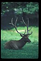 10075-00220-Elk, Wapiti, Cervus elaphus.jpg