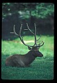 10075-00222-Elk, Wapiti, Cervus elaphus.jpg