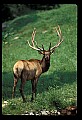 10075-00234-Elk, Wapiti, Cervus elaphus.jpg