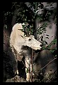 10076-00011-Mountain Goat, Oreamnos americanus.jpg