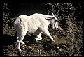 10076-00021-Mountain Goat, Oreamnos americanus.jpg
