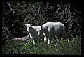 10076-00037-Mountain Goat, Oreamnos americanus.jpg