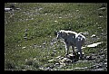 10076-00042-Mountain Goat, Oreamnos americanus.jpg