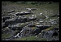 10076-00054-Mountain Goat, Oreamnos americanus.jpg