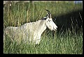 10076-00063-Mountain Goat, Oreamnos americanus.jpg