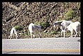 10076-00083-Mountain Goat, Oreamnos americanus.jpg