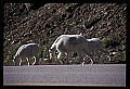 10076-00084-Mountain Goat, Oreamnos americanus.jpg