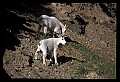 10076-00085-Mountain Goat, Oreamnos americanus.jpg