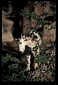 10076-00095-Mountain Goat, Oreamnos americanus.jpg