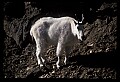 10076-00112-Mountain Goat, Oreamnos americanus.jpg