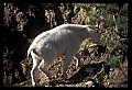 10076-00117-Mountain Goat, Oreamnos americanus.jpg