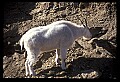 10076-00119-Mountain Goat, Oreamnos americanus.jpg
