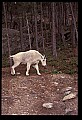 10076-00137-Mountain Goat, Oreamnos americanus.jpg