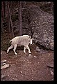 10076-00139-Mountain Goat, Oreamnos americanus.jpg