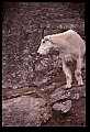 10076-00148-Mountain Goat, Oreamnos americanus.jpg
