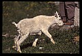 10076-00151-Mountain Goat, Oreamnos americanus.jpg