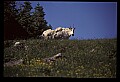 10076-00163-Mountain Goat, Oreamnos americanus.jpg