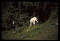 10076-00167-Mountain Goat, Oreamnos americanus.jpg