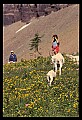 10076-00175-Mountain Goat, Oreamnos americanus.jpg