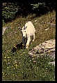 10076-00177-Mountain Goat, Oreamnos americanus.jpg