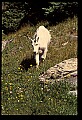 10076-00178-Mountain Goat, Oreamnos americanus.jpg