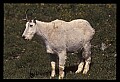10076-00181-Mountain Goat, Oreamnos americanus.jpg